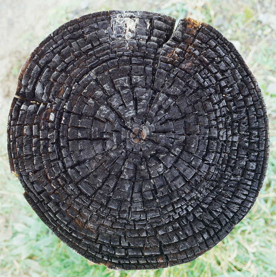 Old tree stump Photograph by Image Source