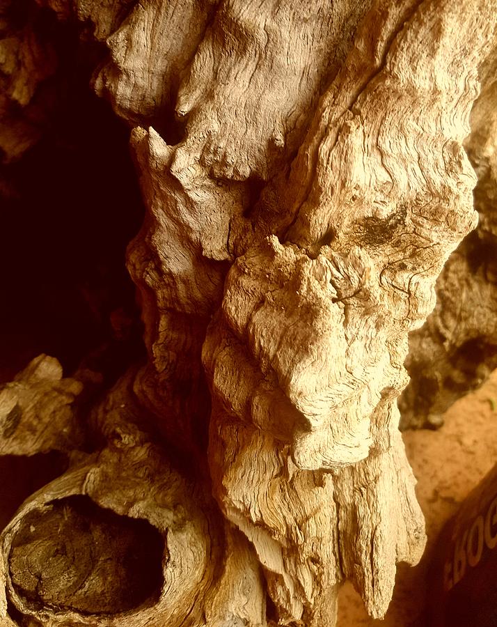 Old Tree Stump Photograph by Loraine Yaffe