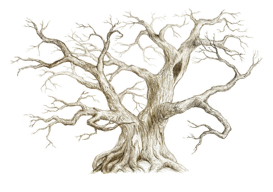 Old Tree With No Leaves Drawing by Pobytov