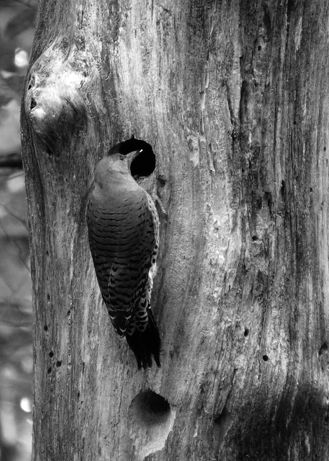 Old Trees Never Die Photograph by I'ina Van Lawick Fine Art America