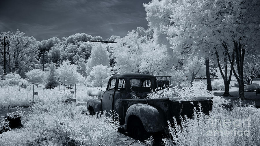 Old Truck and trees Photograph by Amy Curtis