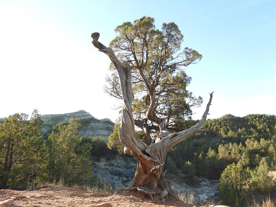 Old Twisted Juniper 2 Photograph by Amanda R Wright