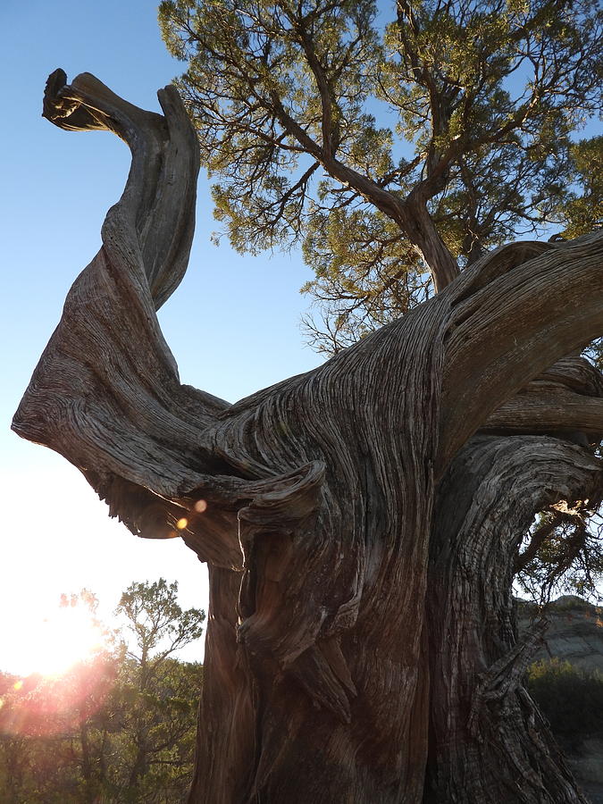 Old Twisted Juniper 3 Photograph by Amanda R Wright