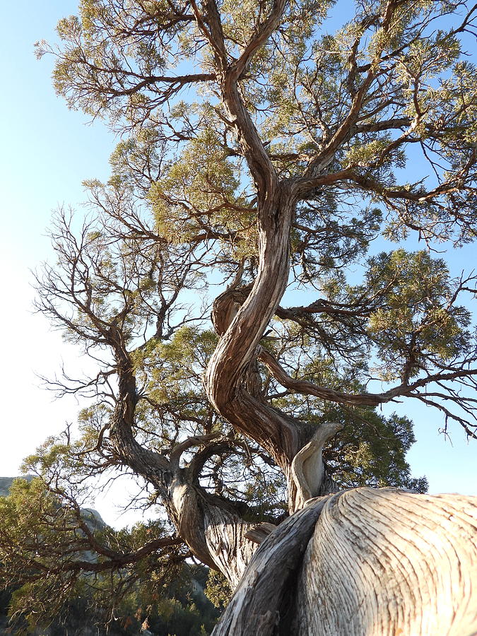 Old Twisted Juniper 4 Photograph by Amanda R Wright