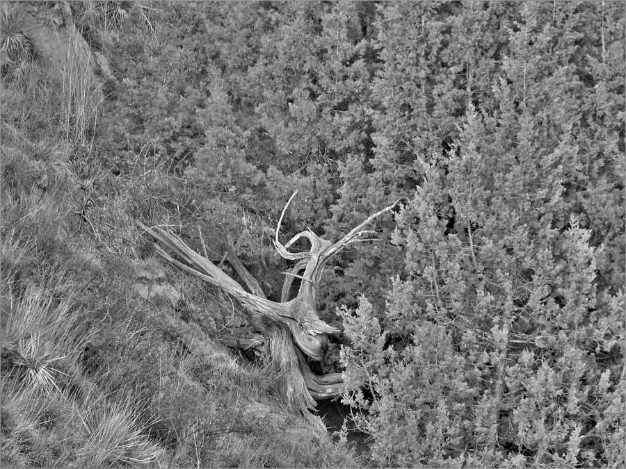 Old Twisted Juniper Photograph by Amanda R Wright