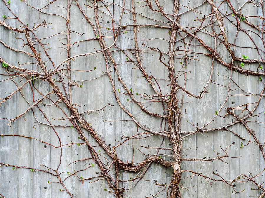 Old vine on a fence sprouting new growth. Photograph by Rob Huntley