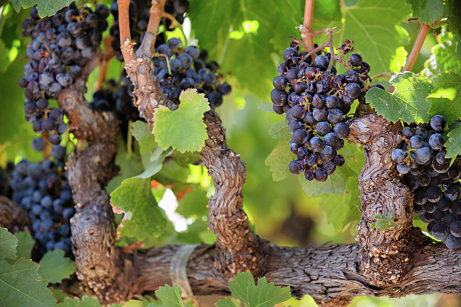 Old Vine Wine Grapes at Harvest in Napa Valley Photograph by Carolyn Ann Ryan
