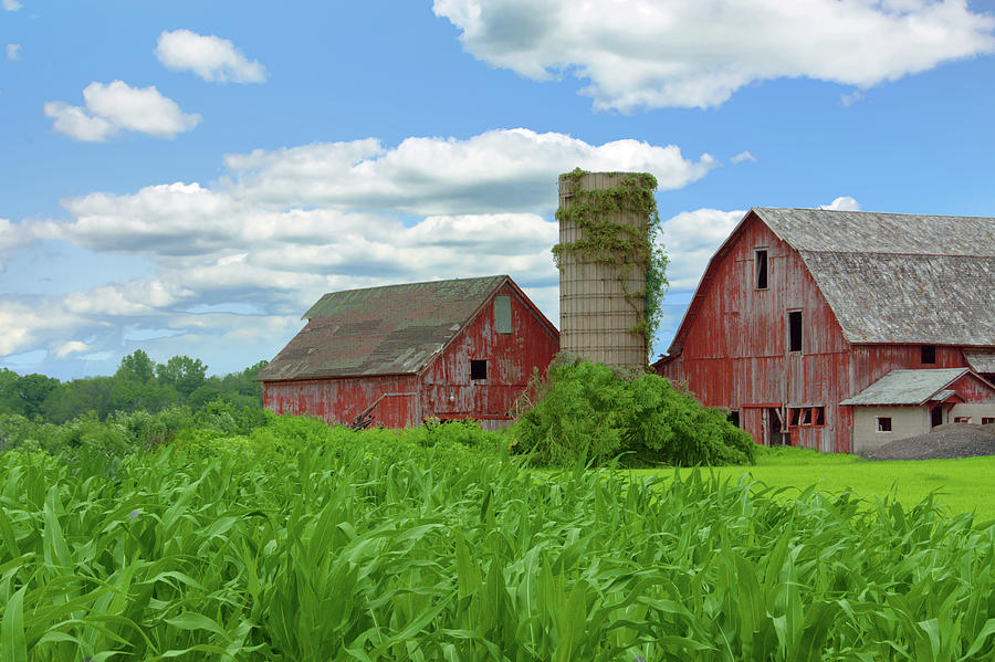 Old Weathered Red Barn with silo and corn field-Northern Indiana ...