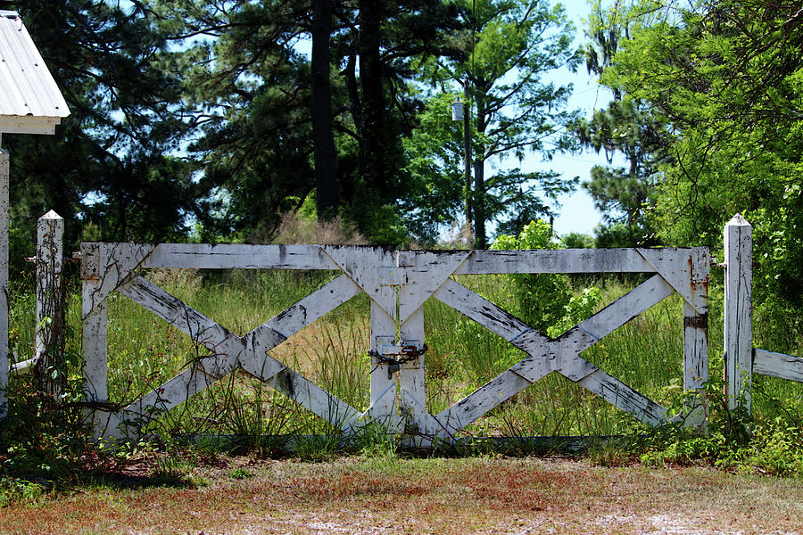 Old Weathered White Gate Photograph by Cynthia Guinn
