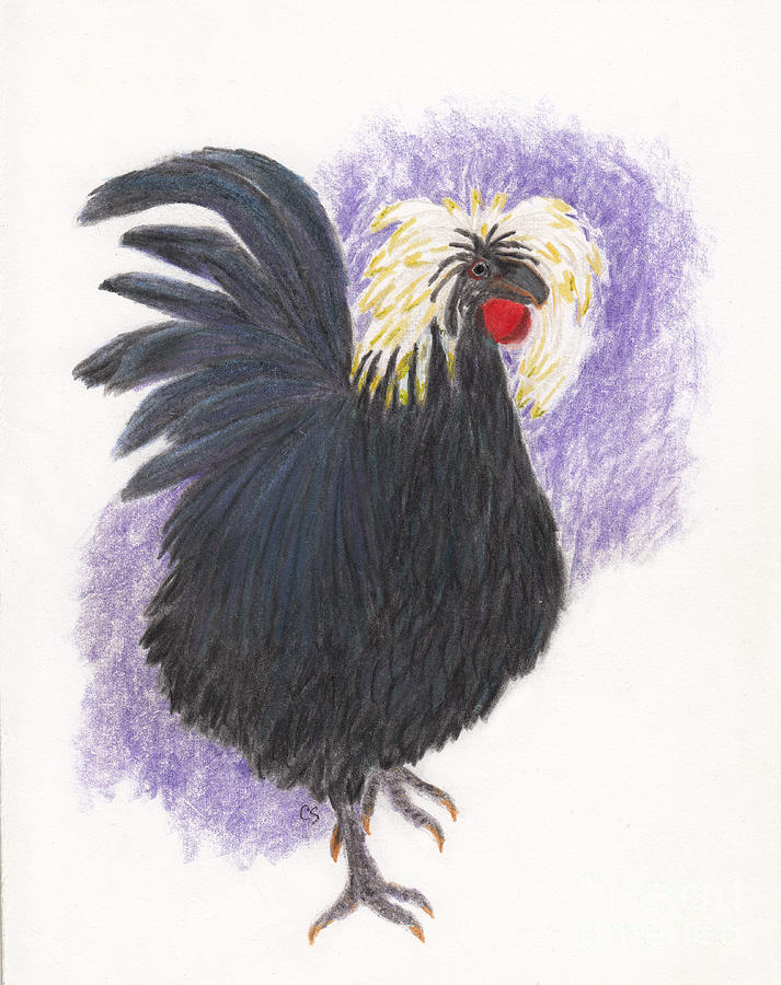 Old Weird Harold, White Crested Black Polish Rooster Drawing