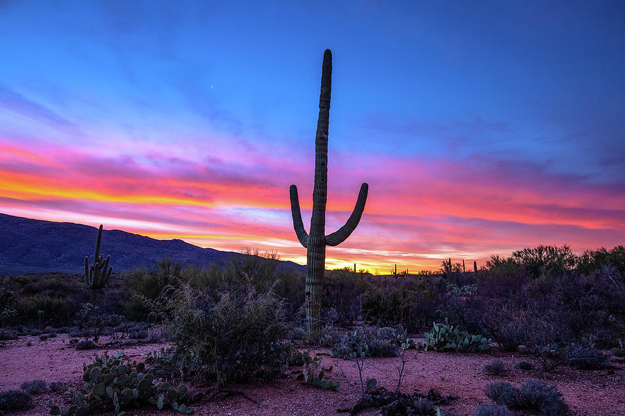 Old West - Saguaro Cactus at Sunrise in Sonoran Desert Photograph by ...