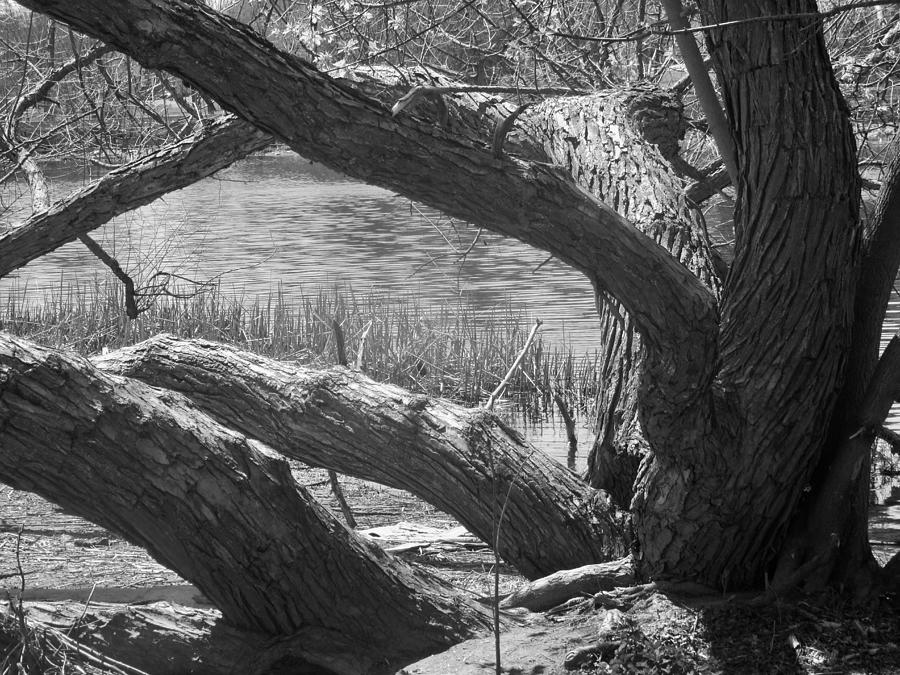 Old Willow trees Photograph by Stephanie Moore - Fine Art America