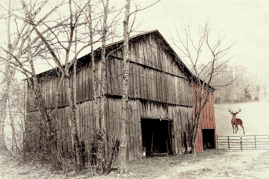 Old Winter Barn Photograph by TnBackroadsPhotos