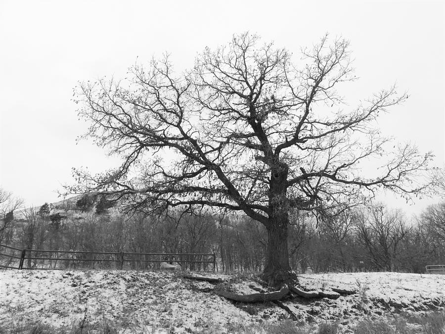 Old Winter Oak Tree Photograph by Amanda R Wright