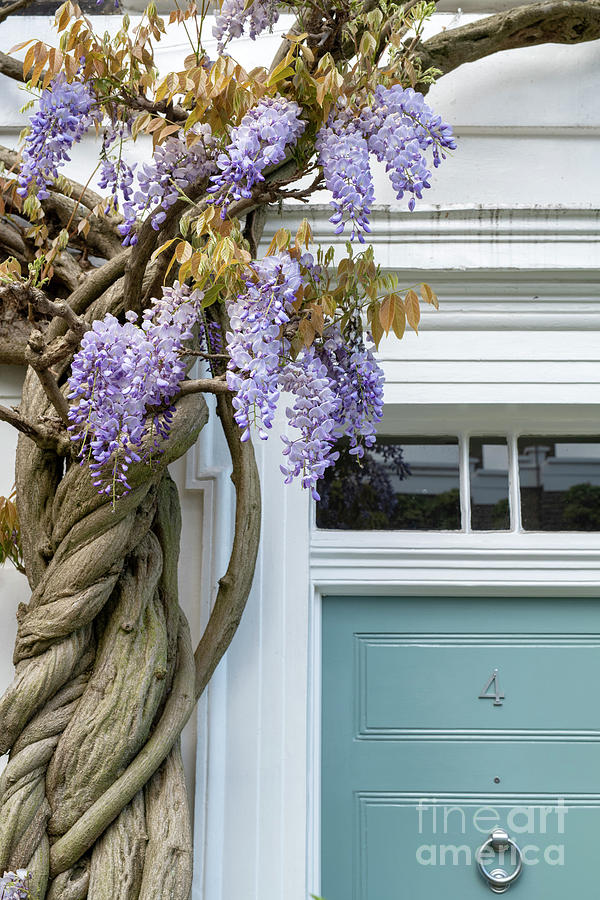 Old Wisteria in Chelsea Photograph by Tim Gainey