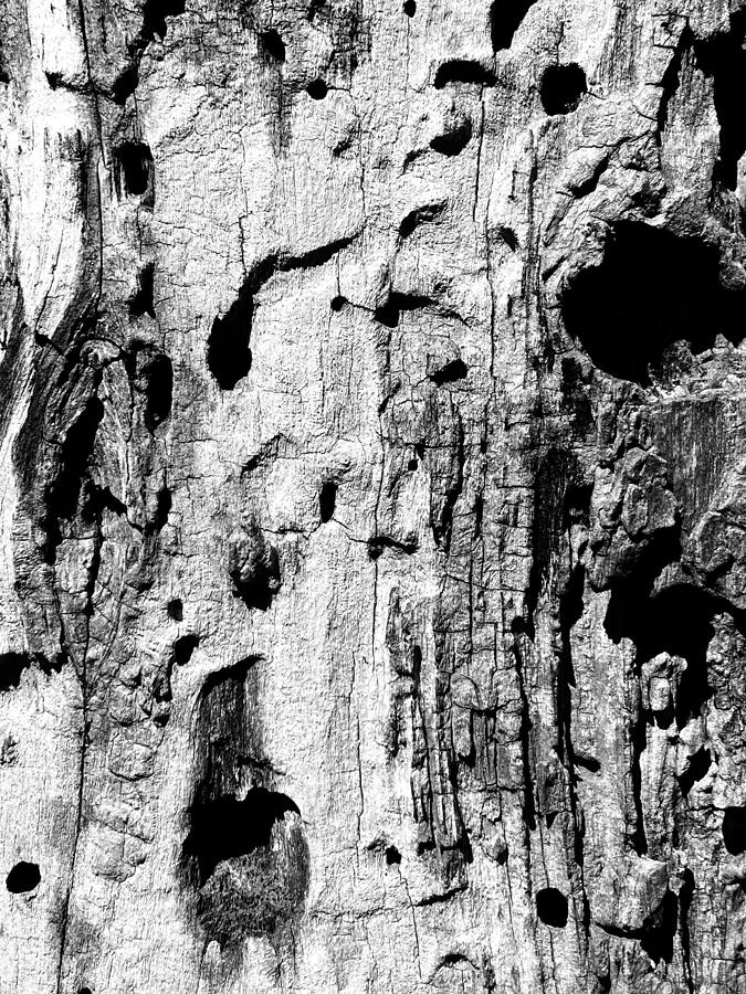 Old Wood 1 Photograph by Brandon Strellis