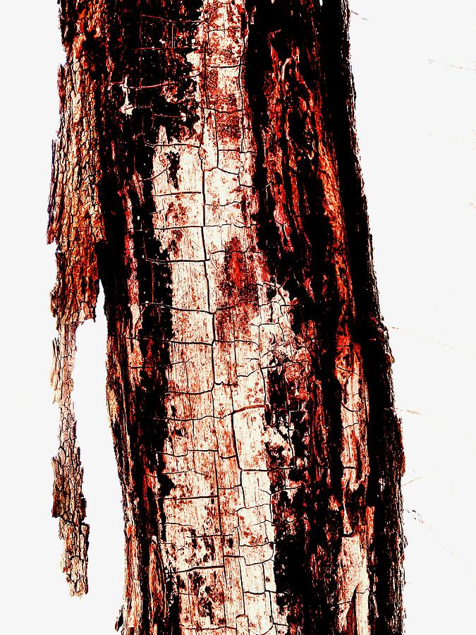 Old Wood 2 Photograph by Brandon Strellis Old Wood 2 Photograph by Brandon Strellis