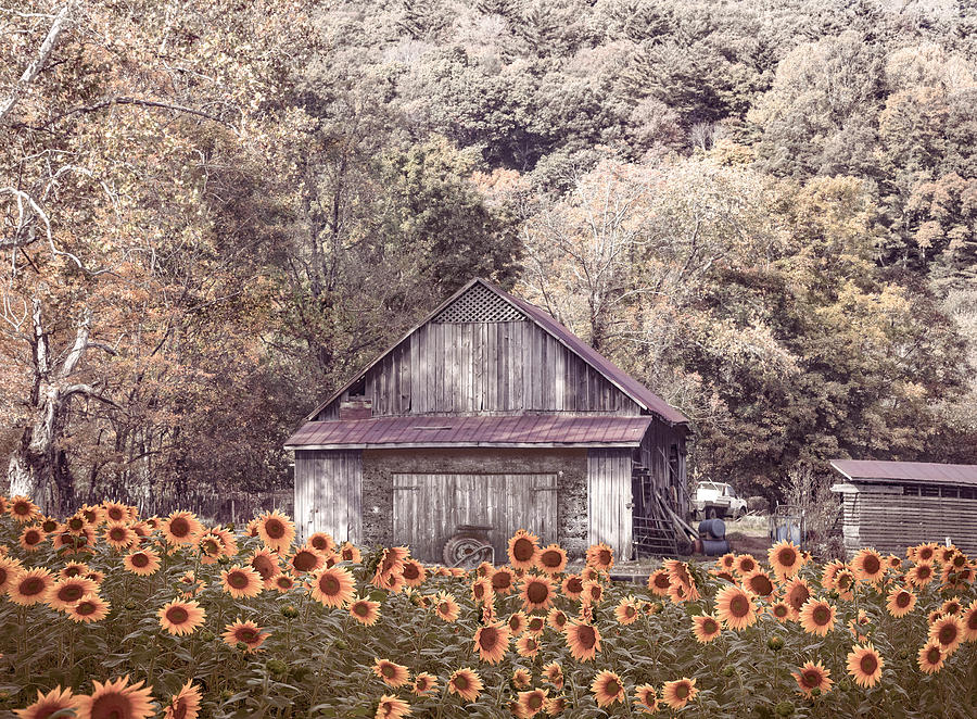 Old Wood Barn in Soft Sunflowers Photograph by Debra and Dave Vanderlaan