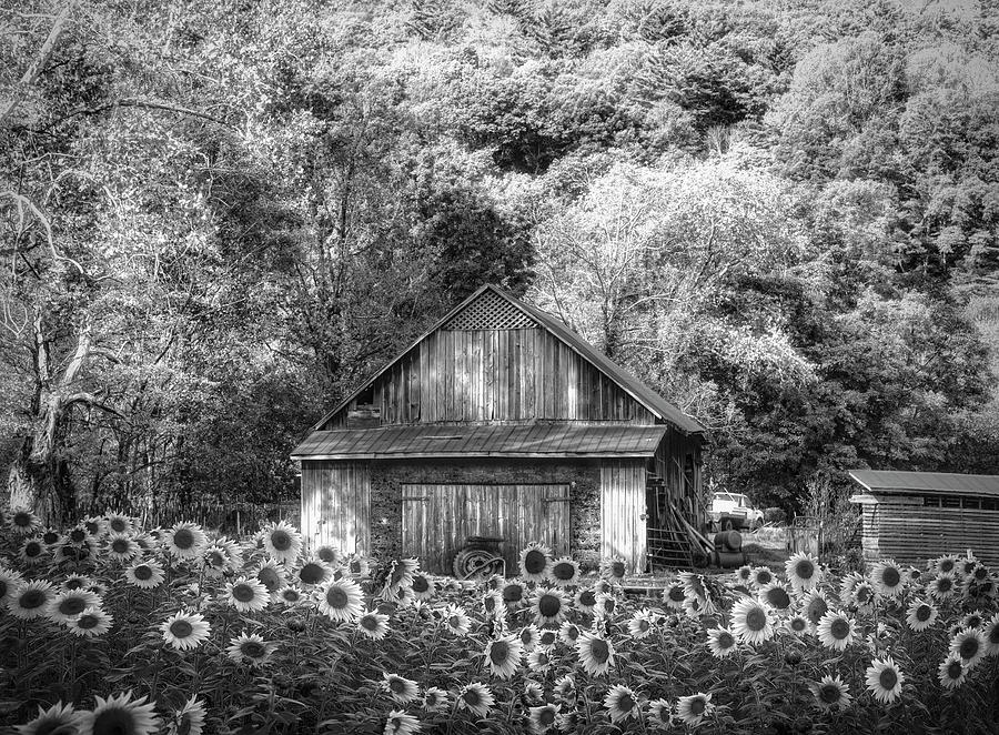 Old Wood Barn in Sunflowers Black and White Photograph by Debra and Dave Vanderlaan