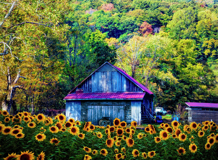 Old Wood Barn in Sunflowers Photograph by Debra and Dave Vanderlaan