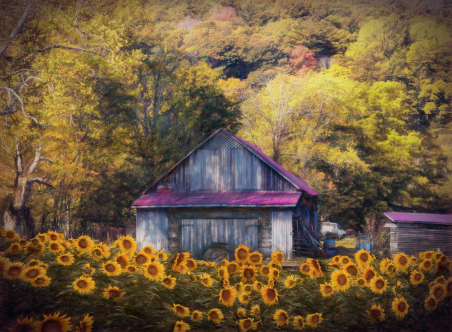 Old Wood Barn in Sunflowers Painting Photograph by Debra and Dave Vanderlaan