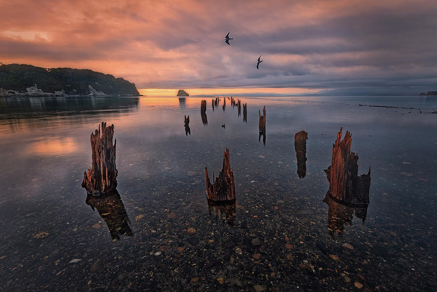 Old Wooden Piles in The Morning Light Photograph by Celia Zhen