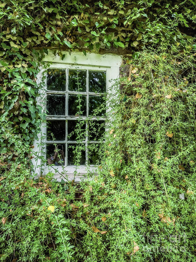 Old Wooden Window Overgrown by Ivy Photograph by Eleanor Abramson