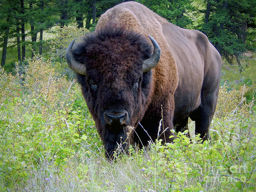 Old World Royal Wild Bison Bull North American Woodland Mountain Photograph by Karon Melillo DeVega