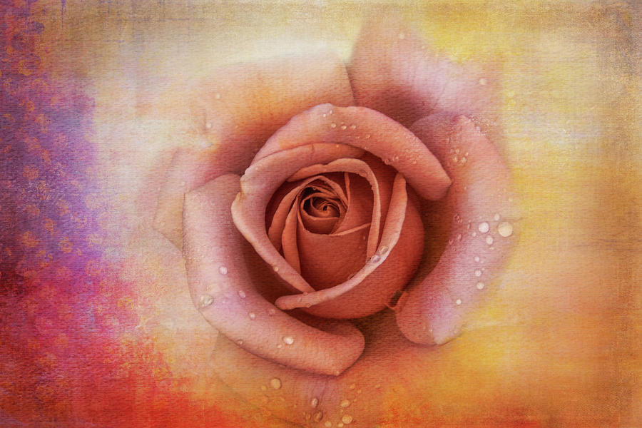 Olde Time Rose Digital Art by Terry Davis
