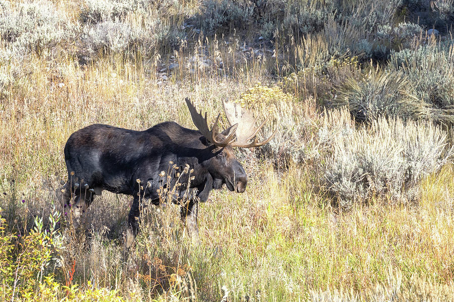 Older Bull Moose Waking Up in Gros Ventre, No. 1 Photograph by Belinda Greb