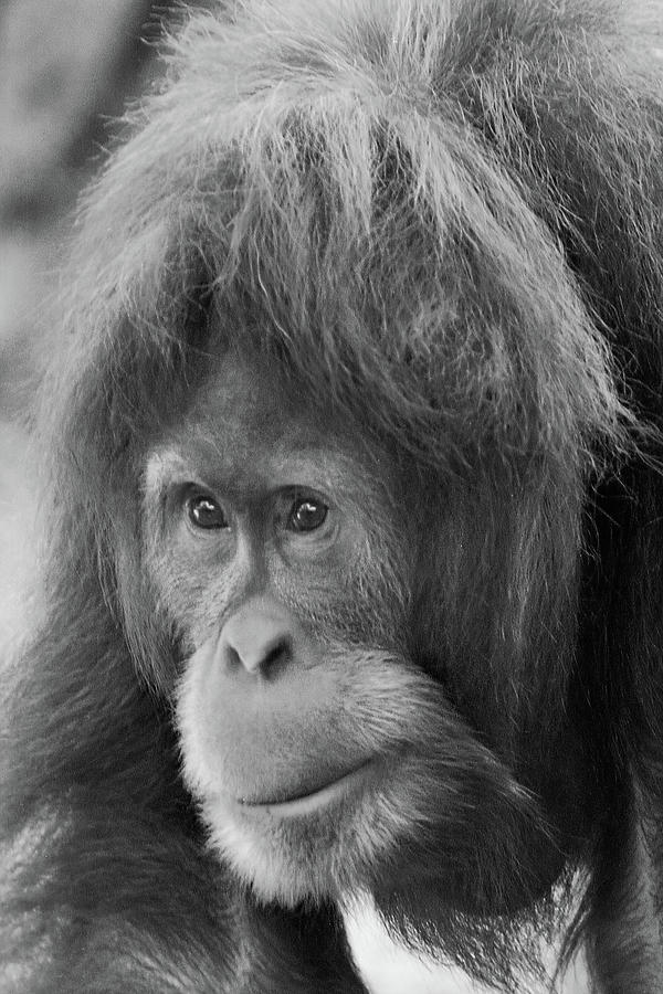 Older Female Orangutan Photograph by Jerry Griffin