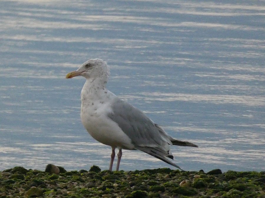 Older Seagull Photograph by Sharon Gucker - Fine Art America