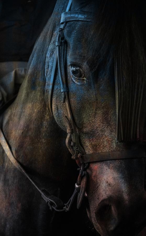 Horse Digital Art - Ole Blue by Paul Lovering