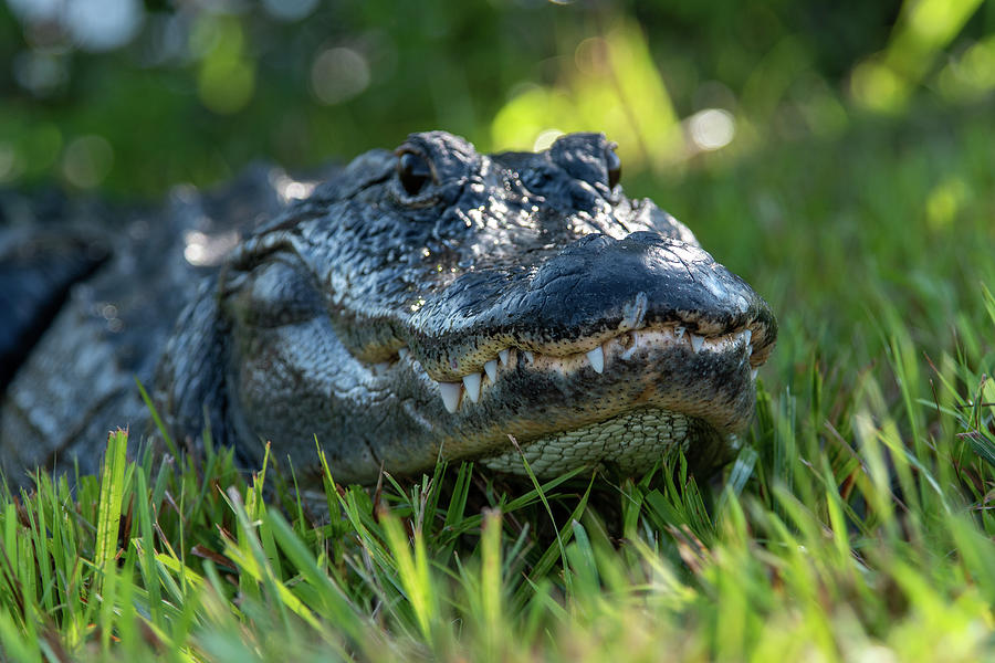 Ole Snaggle Tooth Gator Photograph by Bradford Martin