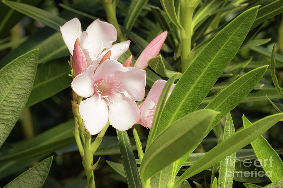 Oleander 8249 Photograph by Lawrence Burry