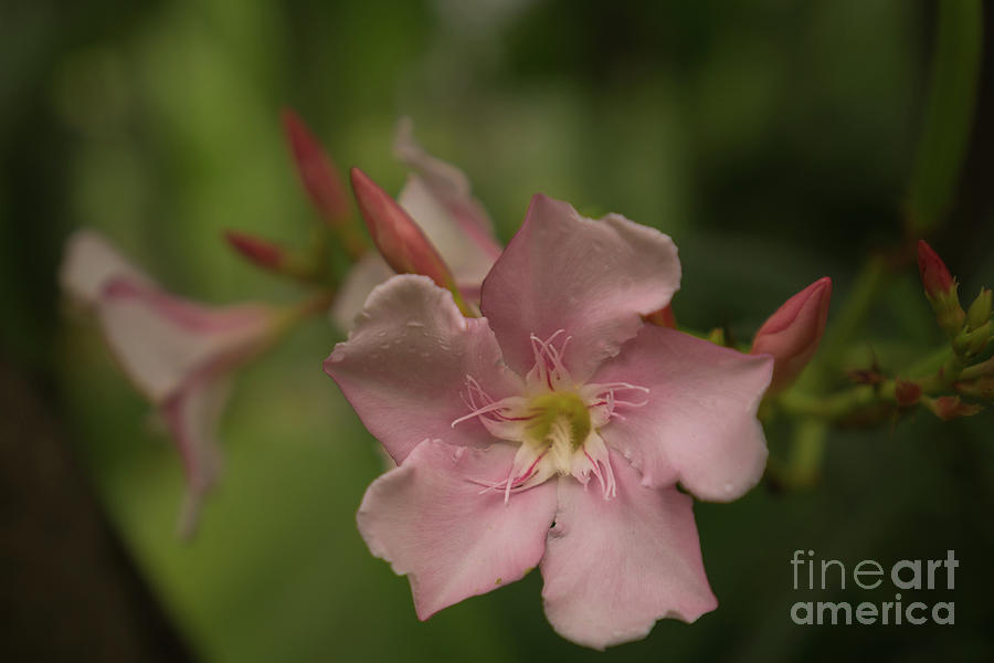 Oleander Blossom in Delicate Pink Photograph by Nancy Gleason