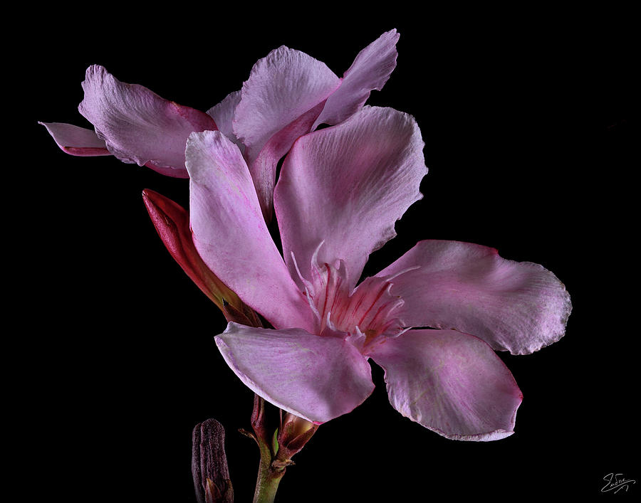 Oleander Flowers Photograph by Endre Balogh