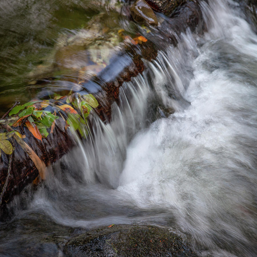 Olema Creek, West Marin Photograph by Donald Kinney