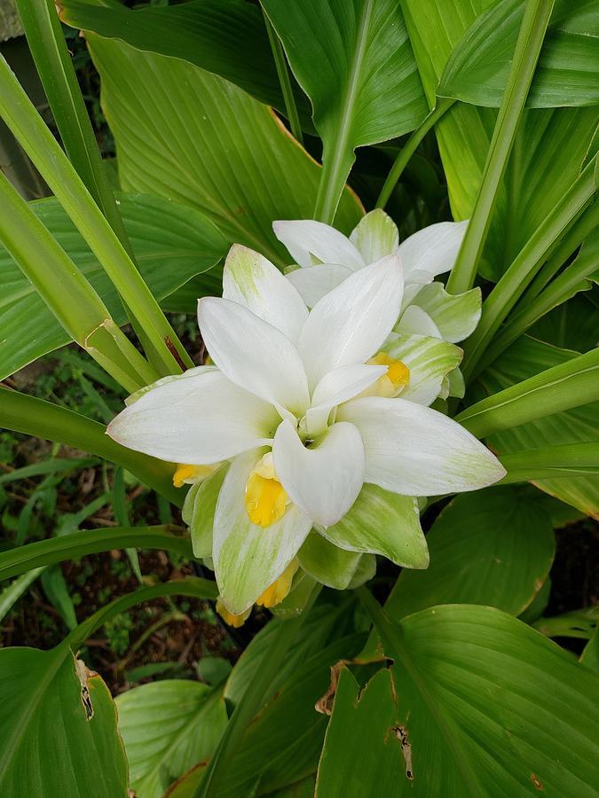 olena Tumeric Flower Photograph by Regina Floyd - Fine Art America