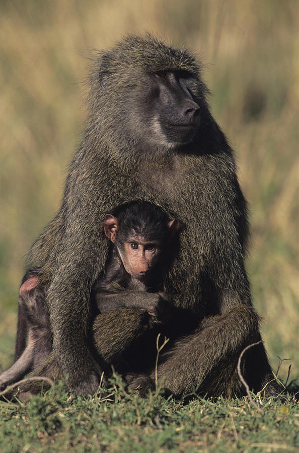 Olive baboon (Papio anubis), with young on savannah, Kenya Photograph by Anup Shah