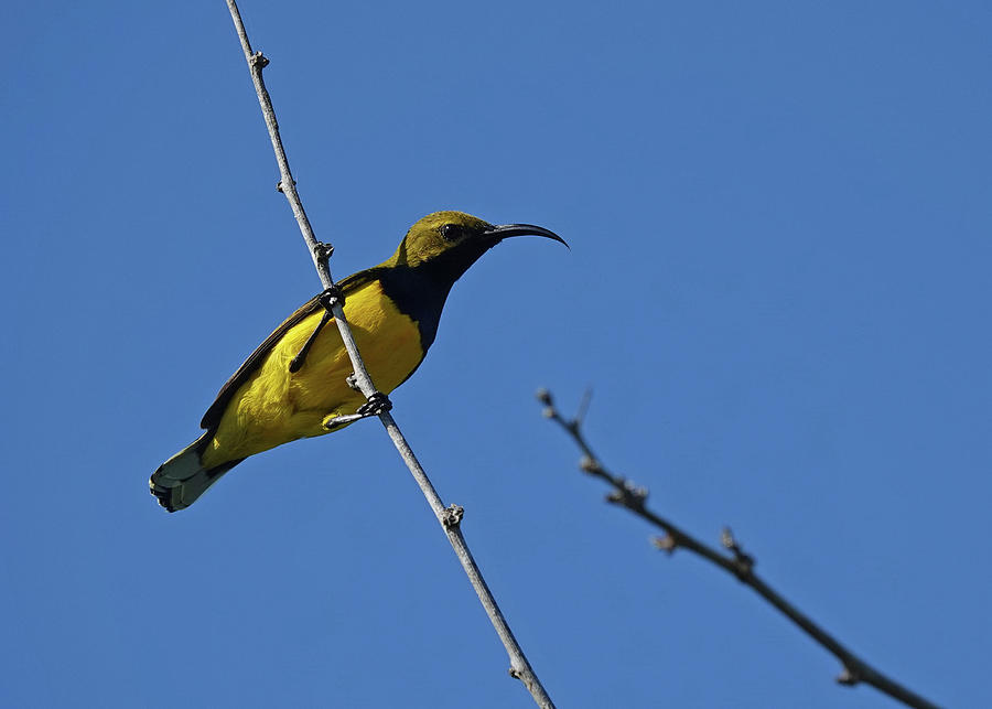 Olive-backed Sunbird Male Photograph by Maryse Jansen