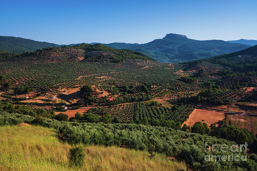 Olive Fields In The Highlands, Surrounded By Lush Mountains In S Photograph