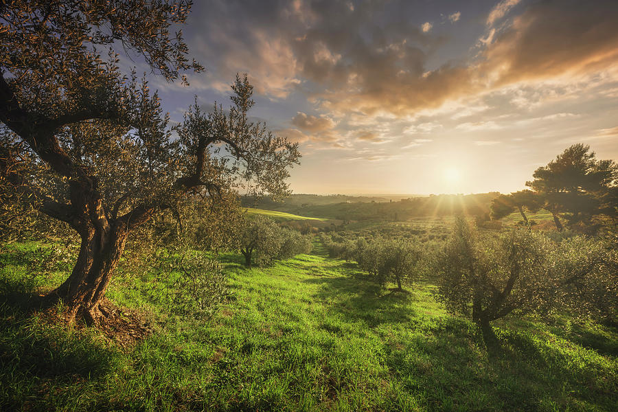 Olive grove in Alta Maremma. Tuscany Photograph by Stefano Orazzini