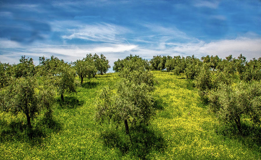 Olive Grove in Springtime, Spain Photograph by Marcy Wielfaert
