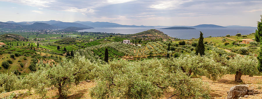 Olive groves panorama #1 Photograph by Shirley Mitchell