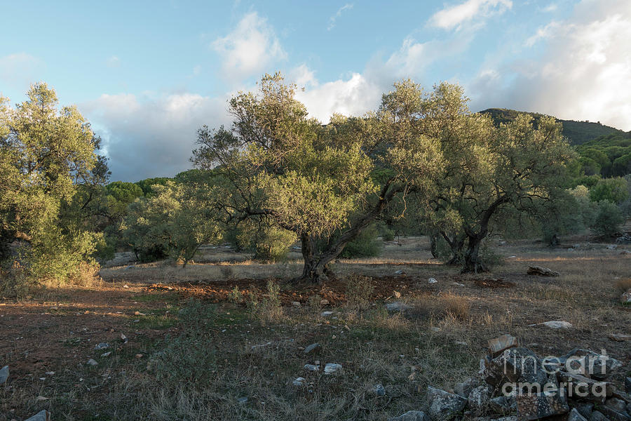 Olive orchard at Mountain range Photograph by Perry Van Munster