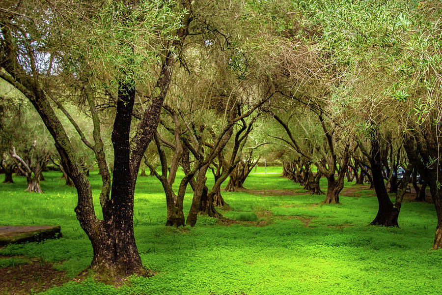 Olive Orchard Photograph by Bill Gallagher