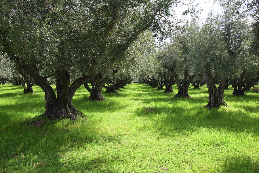 Olive Orchard In Spring Photograph by Frank Wilson