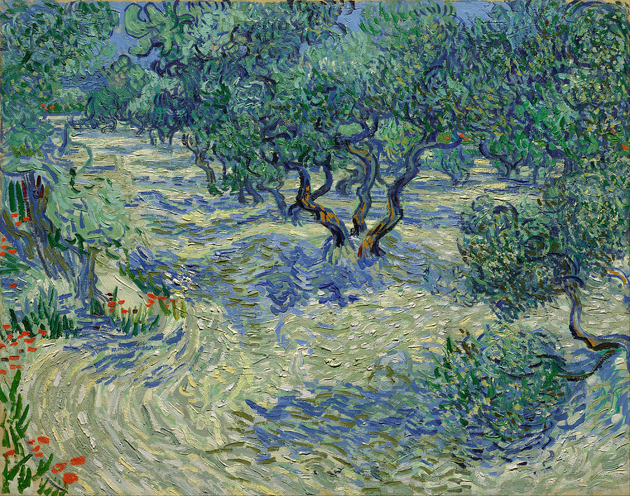 Vincent Van Gogh Painting - Olive Orchard by Vincent van Gogh