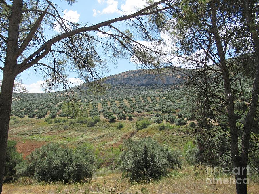 Olive orchards near Iznajar Photograph by Chani Demuijlder